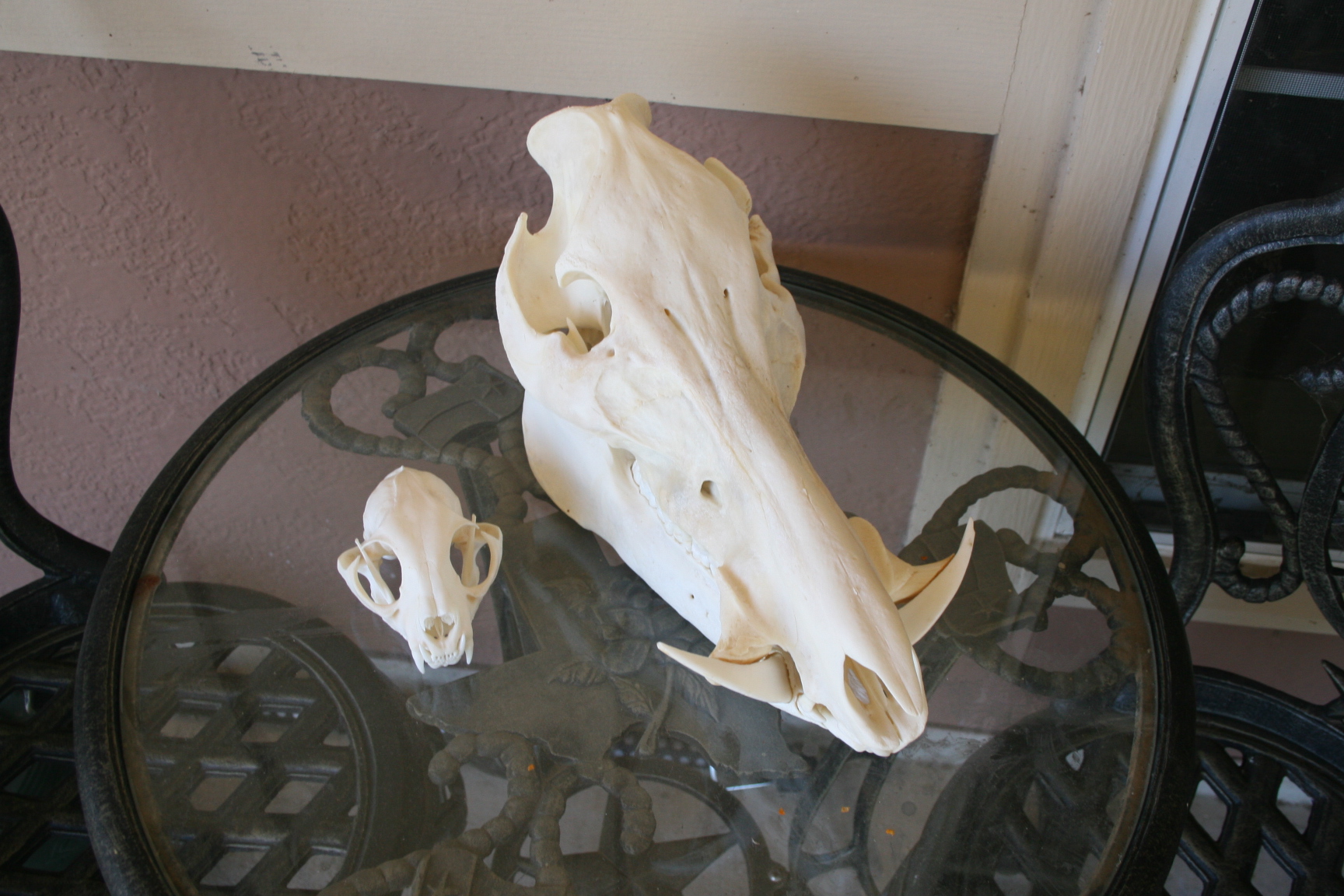 bobcat and hog skull