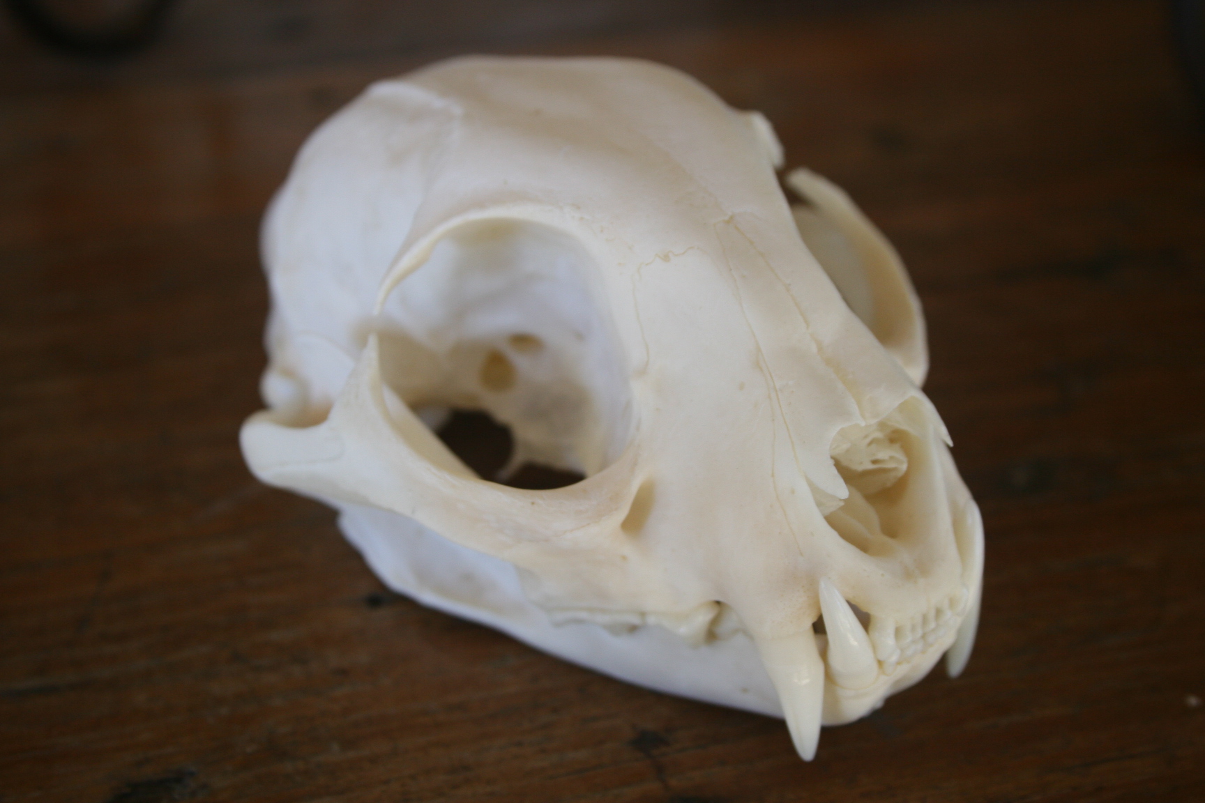 bobcat skull
