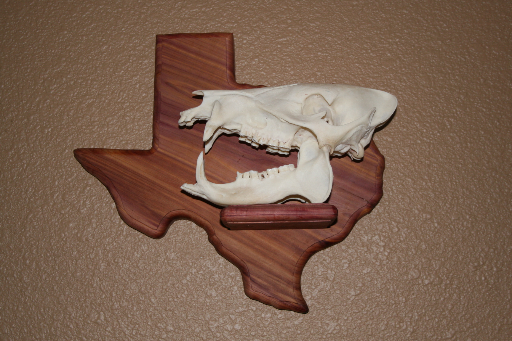 Cedar Texas with shelf javelina