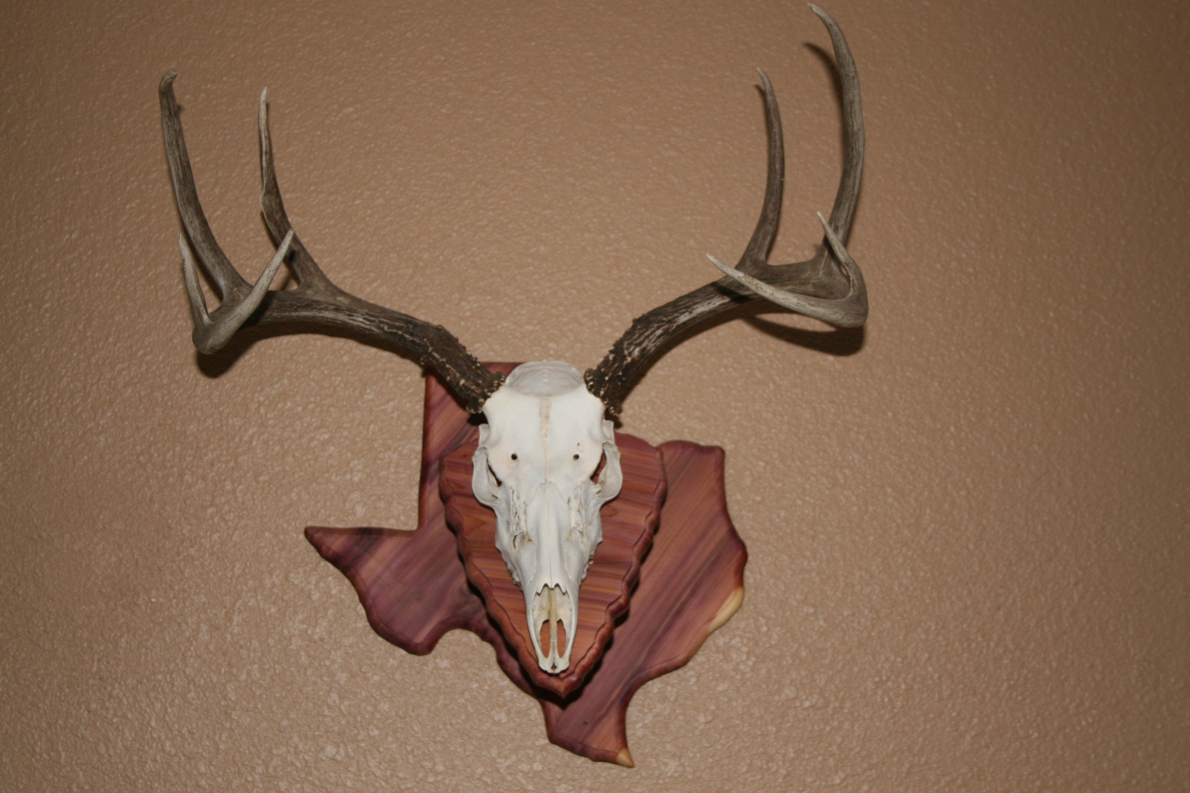 Cedar texas arrowhead