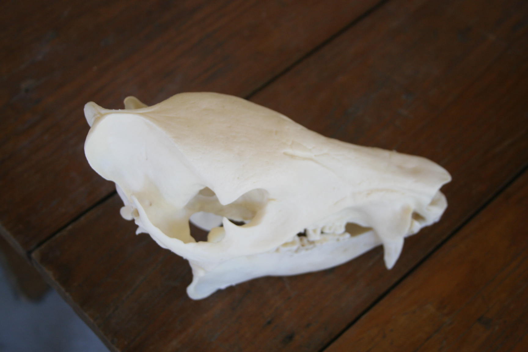 javelina skull