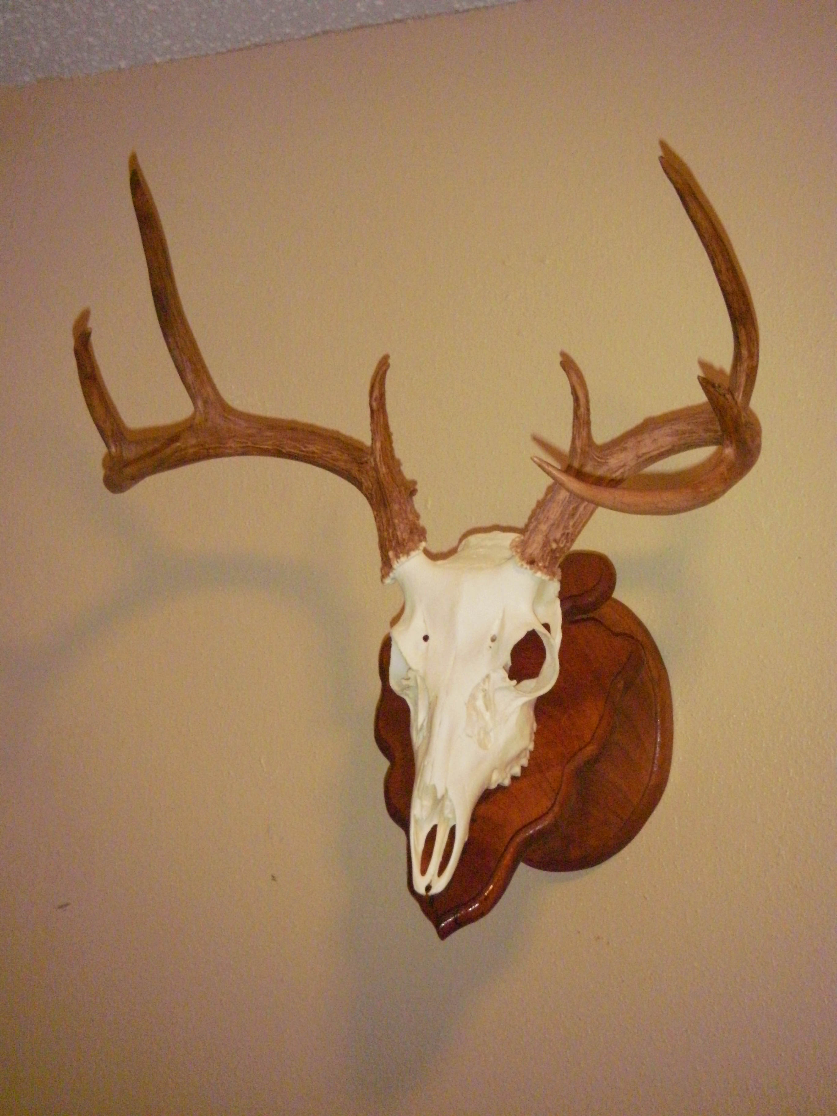 single mesquite arrowed euromount