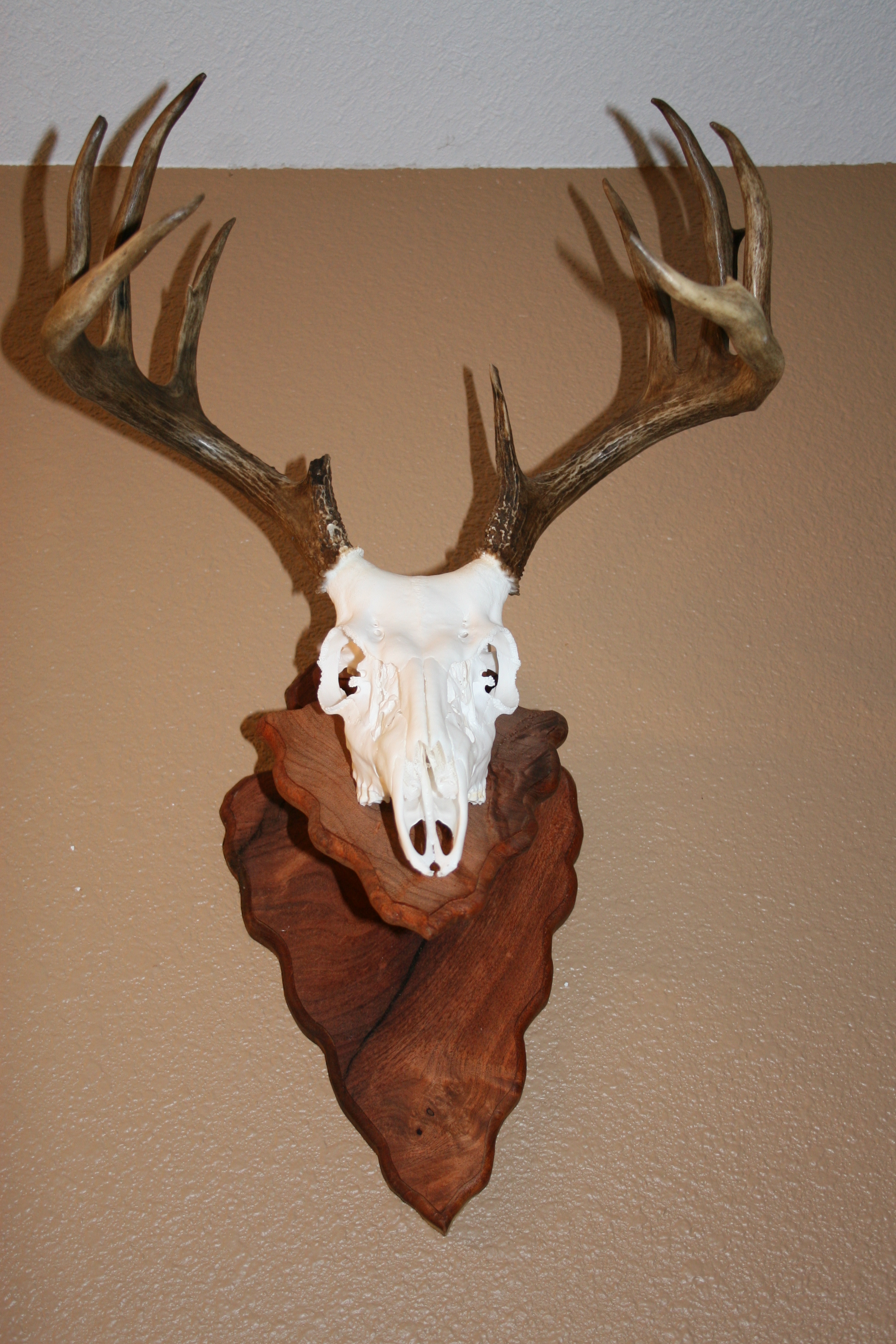 double mesquite arrowhead euromount plaque